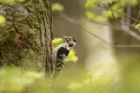 Strakapoud maly - Dendrocopos minor - Lesser Spotted Woodpecker 8865